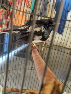 JuaL burung Kacer.  Pkai Ring. Bekas gantangan dlu..