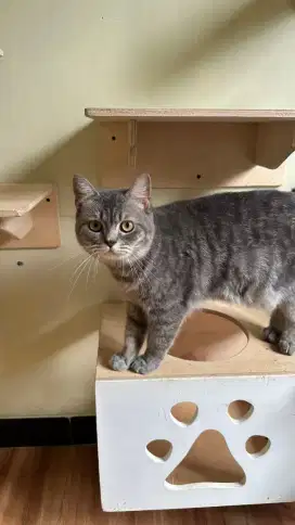 KUCING BSH TABYY