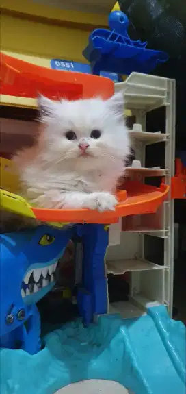 Kitten Ragdoll female