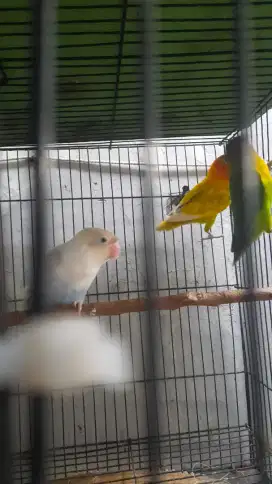 Lovebird 3 ekor sepasang sudah produk