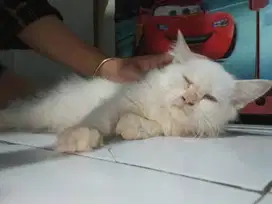 Jasa Pacak Kucing Anggora