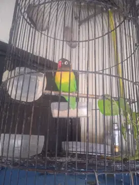 Lovebird Kacamata