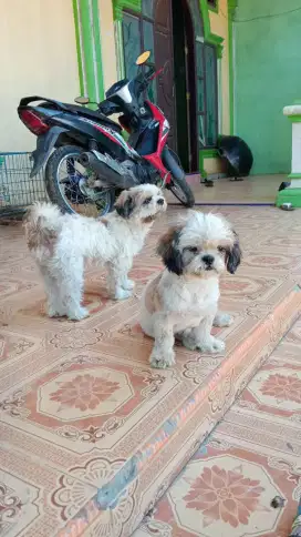 Sepasng mini shitzu