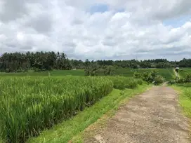 Dijual tanah Bajera selemadeg tabanan