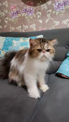 Persia flat nose