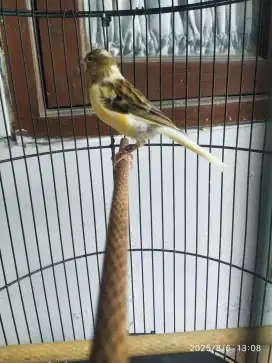 Kenari Betina tembean
