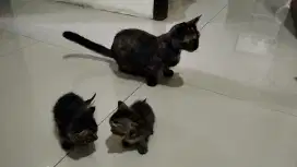 Indukan manckhin/cebol,bawa aja 2 cebol genetta