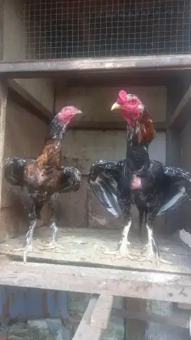SEPASANG AYAM KAKI BERBULU