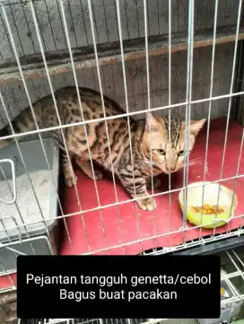 Pejantan GENETTA/cebol tangguh pinter bikin anak