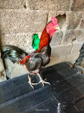 Ayam bangkok kuda lari siap rawat...No Minus