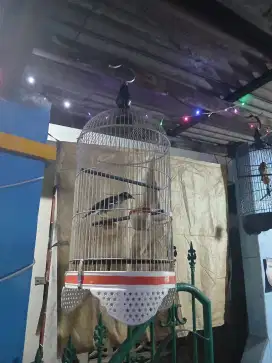 Jual cepat 2 burung full set semua