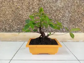 Bonsai iprik tanaman hias