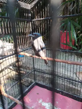 Burung srigunting abu