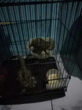 Suger gleder satu pasang plus kandang jual cepat