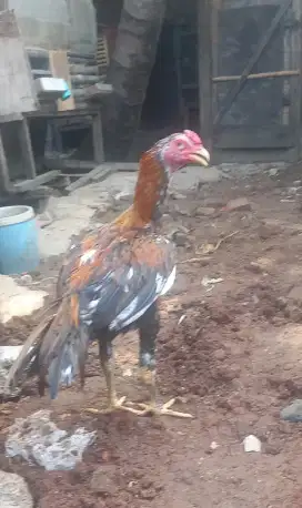 Ayam bangkok mangon