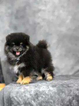 Super Minipom Black N Tan
