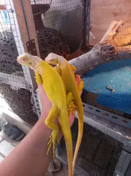 Iguana albino 65cm