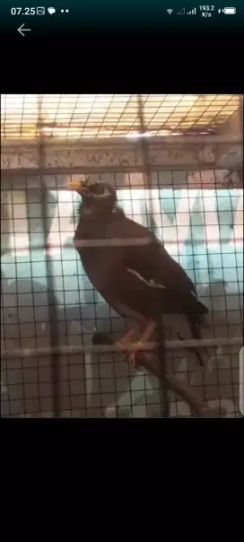 Burung Jalak Rajin Bunyi Gacor