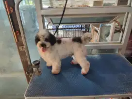 Toy poodle party