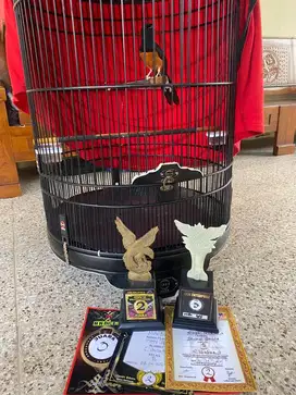Burung murai batu