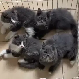 Kucing kitten ras persia longhair bulu kapas blue white