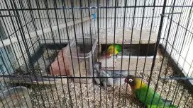 Anakan lovebird umur 22 hari warna josan