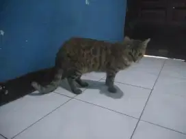 kucing persia jantan / betina