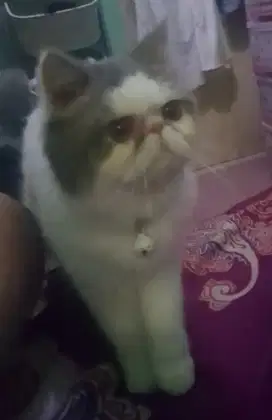Kucing Peaknose