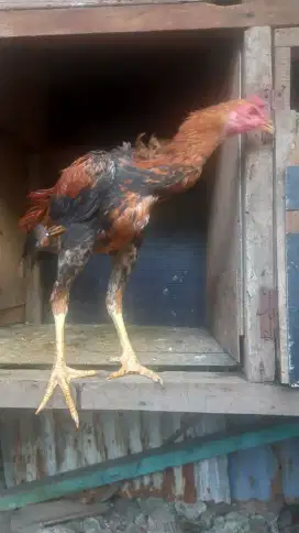AYAM MANGON BAHAN