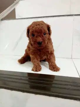Jual puppies standar poodle