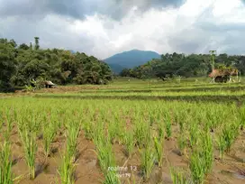 Dijual sawah murah pinggir jalan masuk mobil air bagus