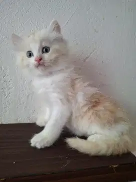 Dimaharkan anak kucing persia medium