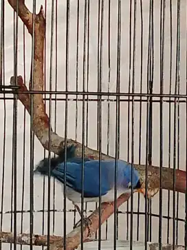 Jual burung rpm paruh merah gacor