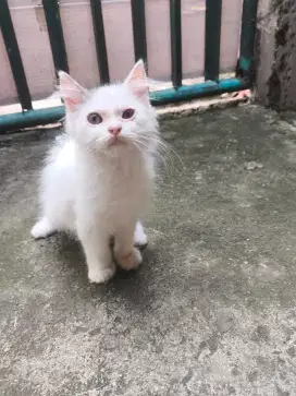 kucing anggora/persia