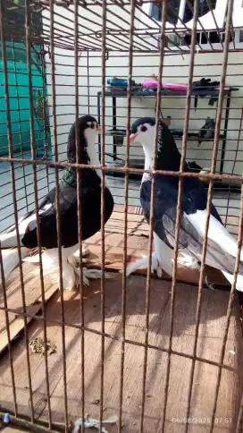 Merpati Hias Lahore