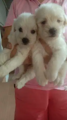 Mini Maltese white