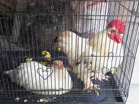 Jual silangan Ayam Kate vs Cochin