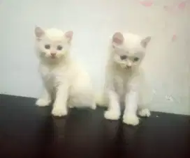 Anak kucing persia lucu