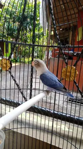 Jual BURJA LB BABY BIOLA BIRU