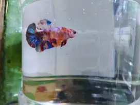 Ikan cupang macam2 jenis hrga grosir 24ekor