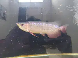Arwana golden red