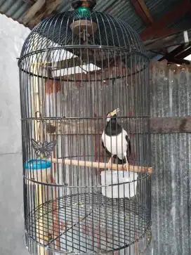 burung fullset 600k