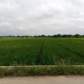 Jual murah sawah subur.produktif di Karawang Jawa Barat