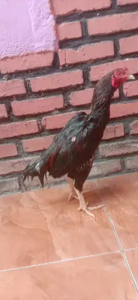 Anak ayam pakhoy 4 bulan an jantan mantap jos Monggo murah