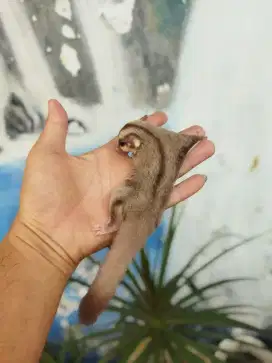 Sugar Gliders caramel