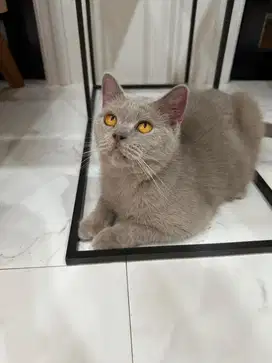 Di Jual Kucinh BSH Lilac