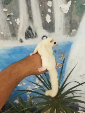 Sugar Glider white cream