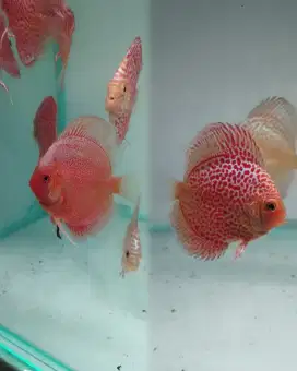 Ikan Discus Ikan Hias kv skv