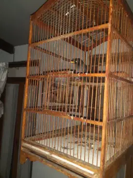 Burung kerak peliharaan.