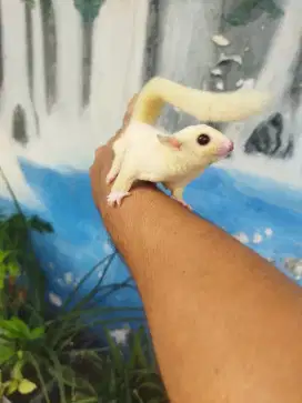Sugar Glider white cream
